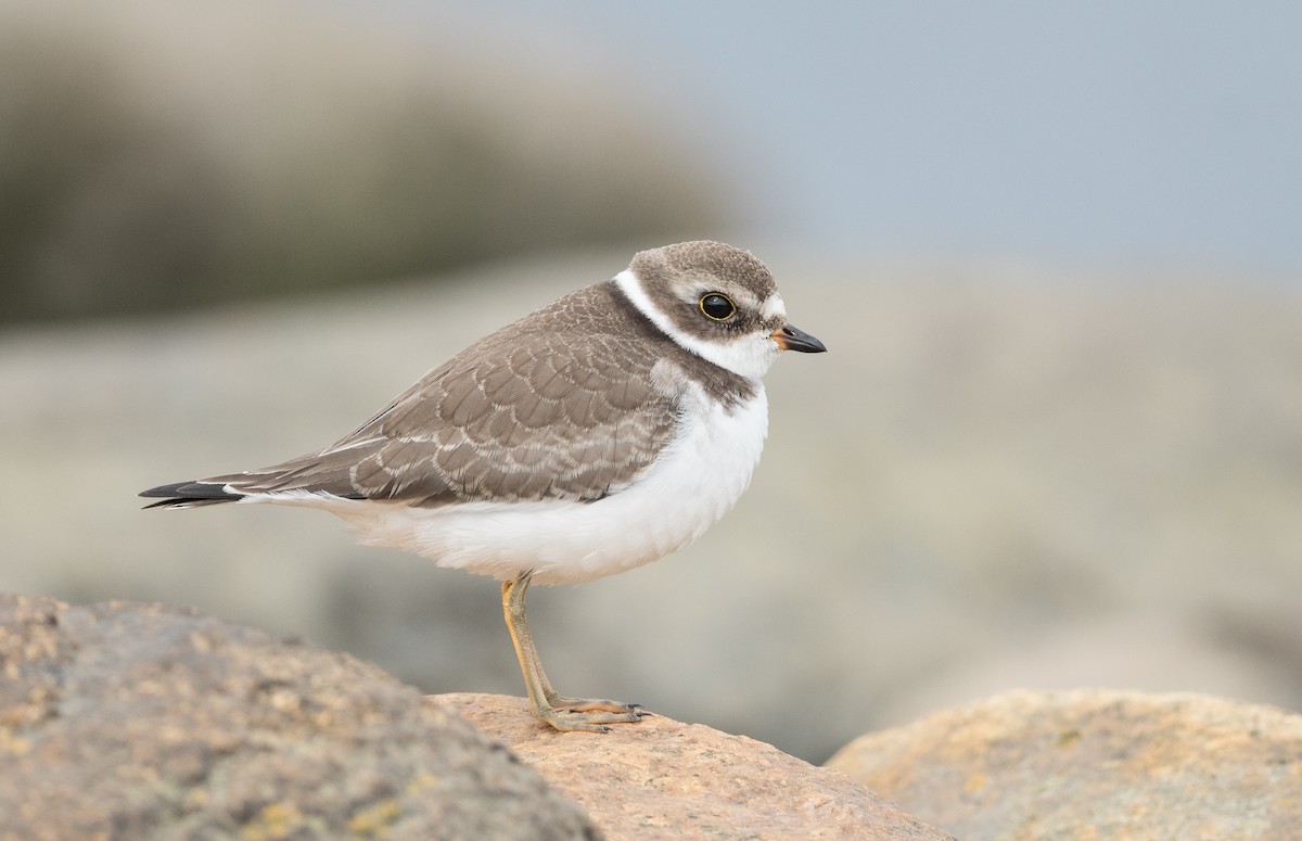 Semipalmated Plover - ML369924291