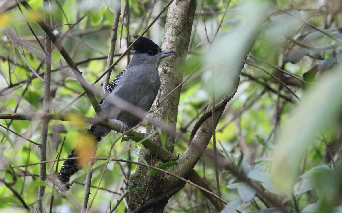 Giant Antshrike - ML369926721