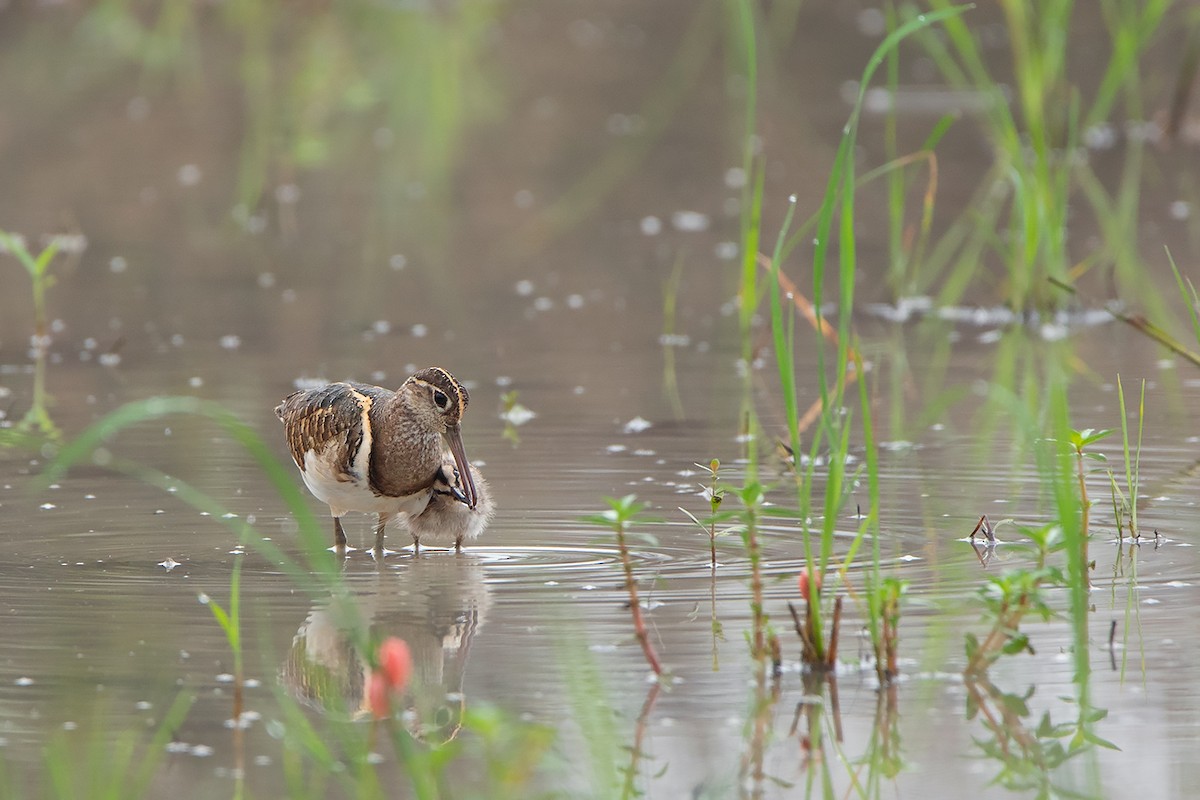 Greater Painted-Snipe - Ayuwat Jearwattanakanok