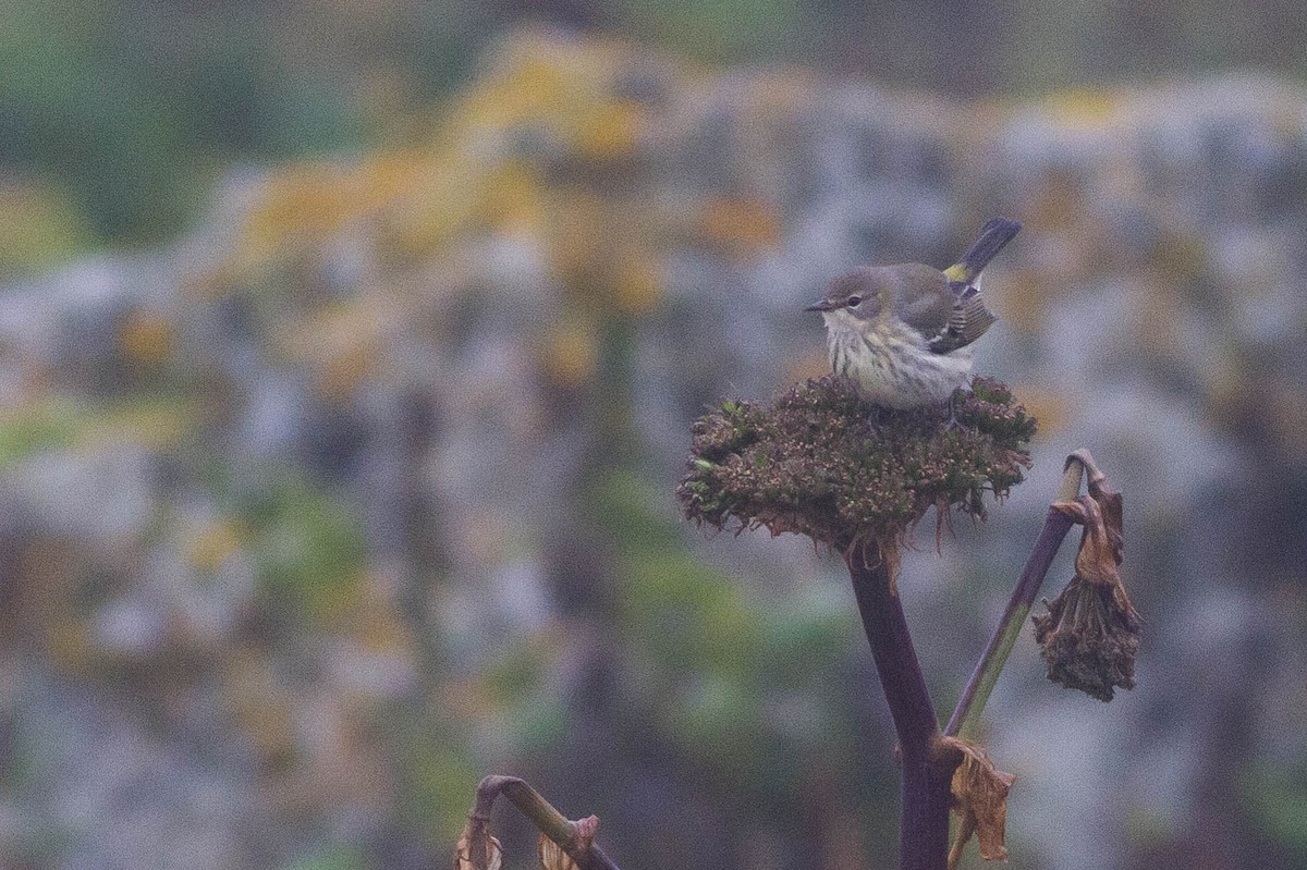 Cape May Warbler - ML369928191