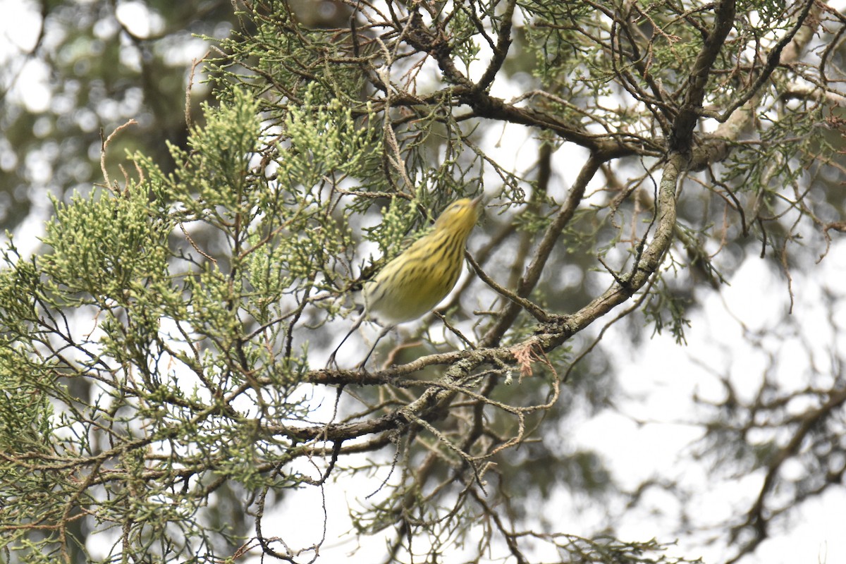 Cape May Warbler - John Patten Moss