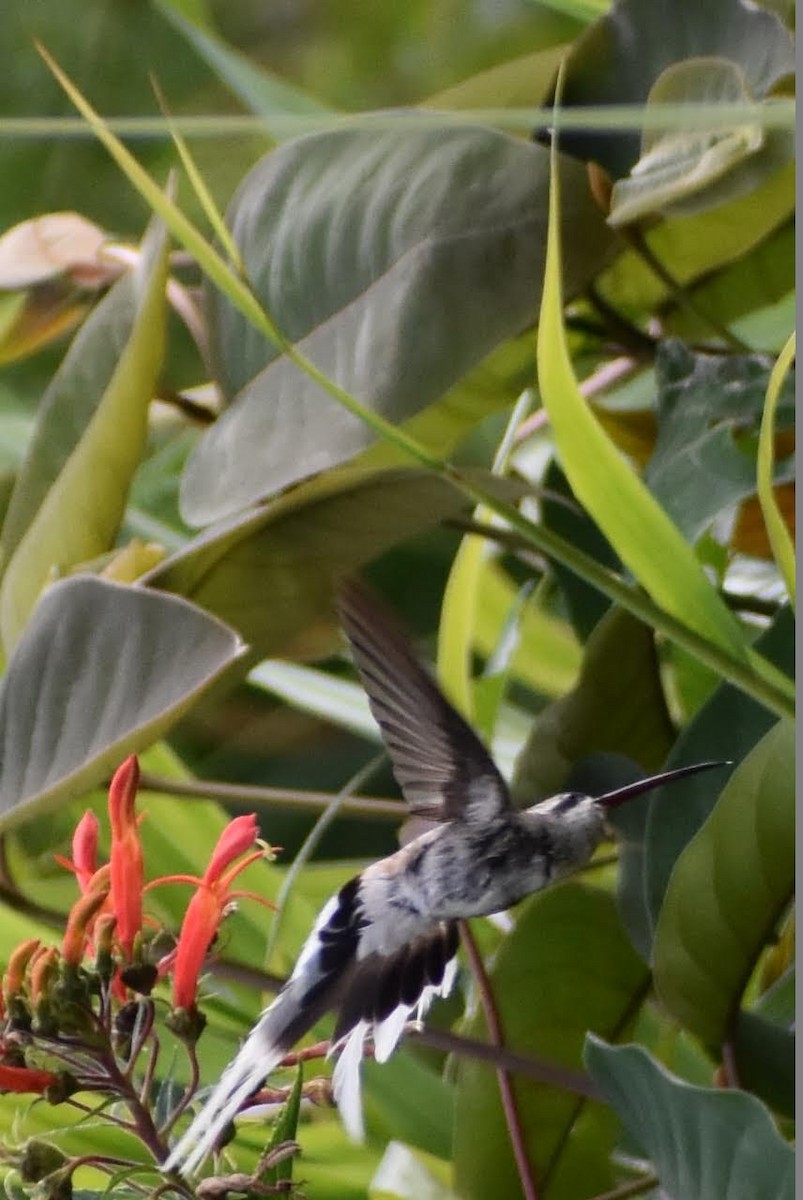 Pale-bellied Hermit - ML369928571