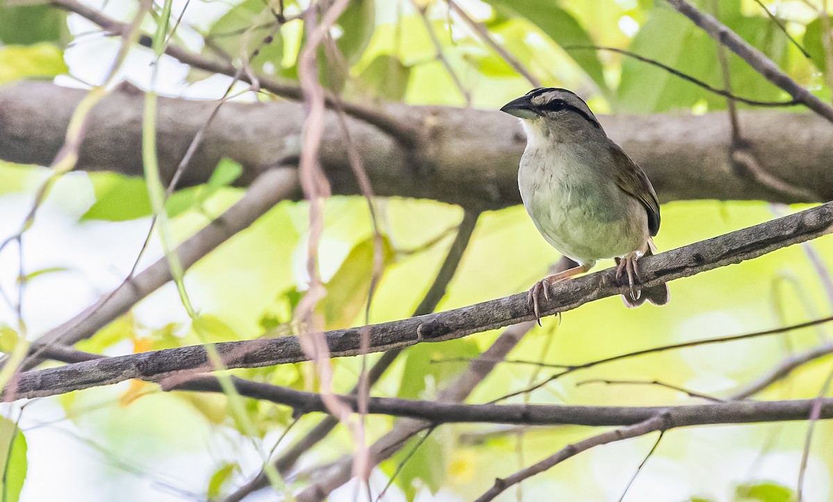 Tocuyo Sparrow - ML369929371