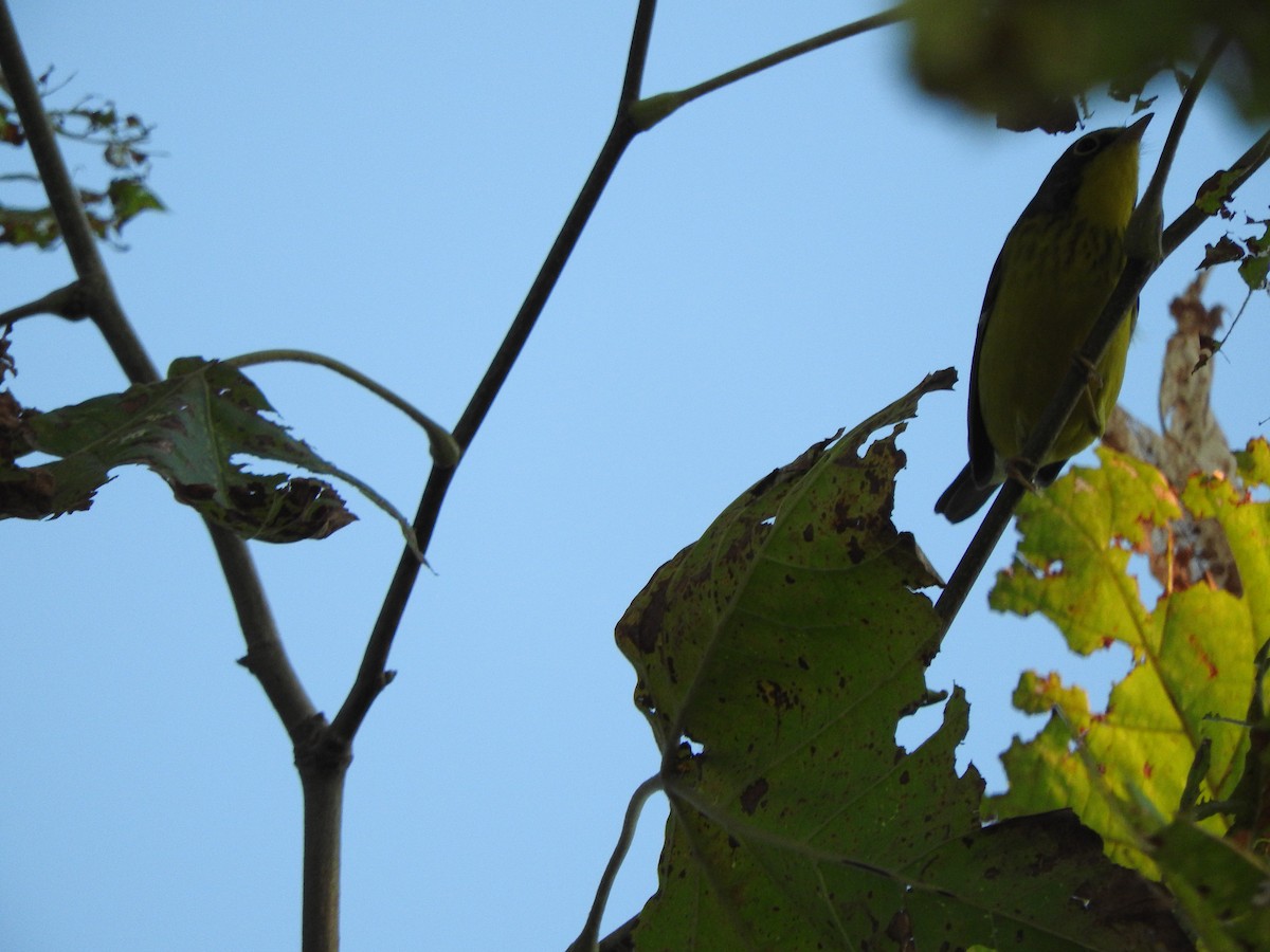 Canada Warbler - ML369929541