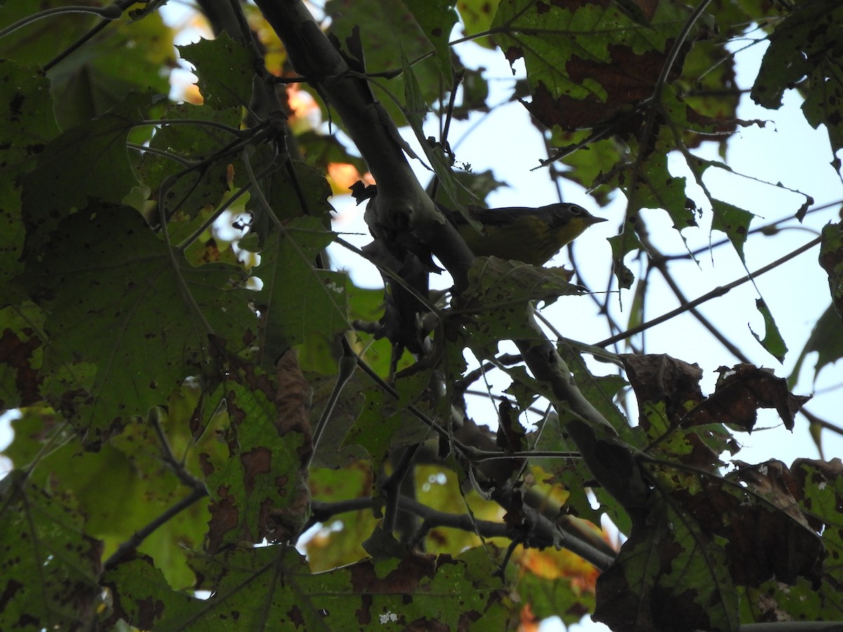 Canada Warbler - Brian Marra