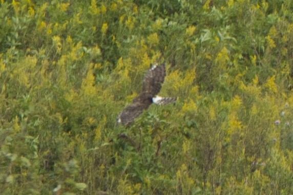 Northern Harrier - Jacob Wessels