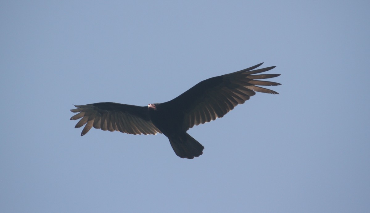 Turkey Vulture - ML369930741