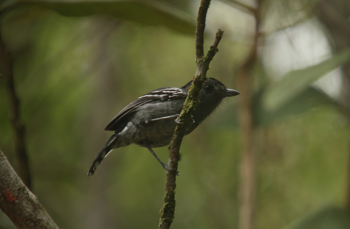 Variable Antshrike - ML369930751