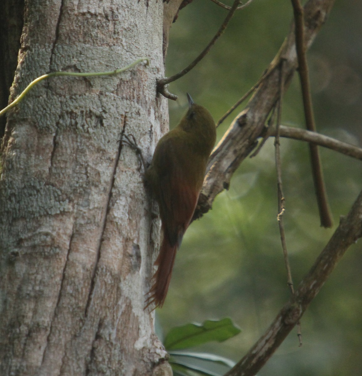 Olivaceous Woodcreeper - ML369930761