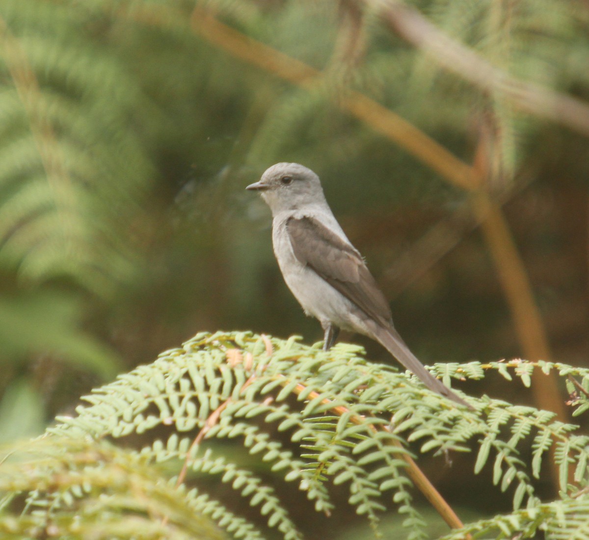 Shear-tailed Gray Tyrant - ML369930811