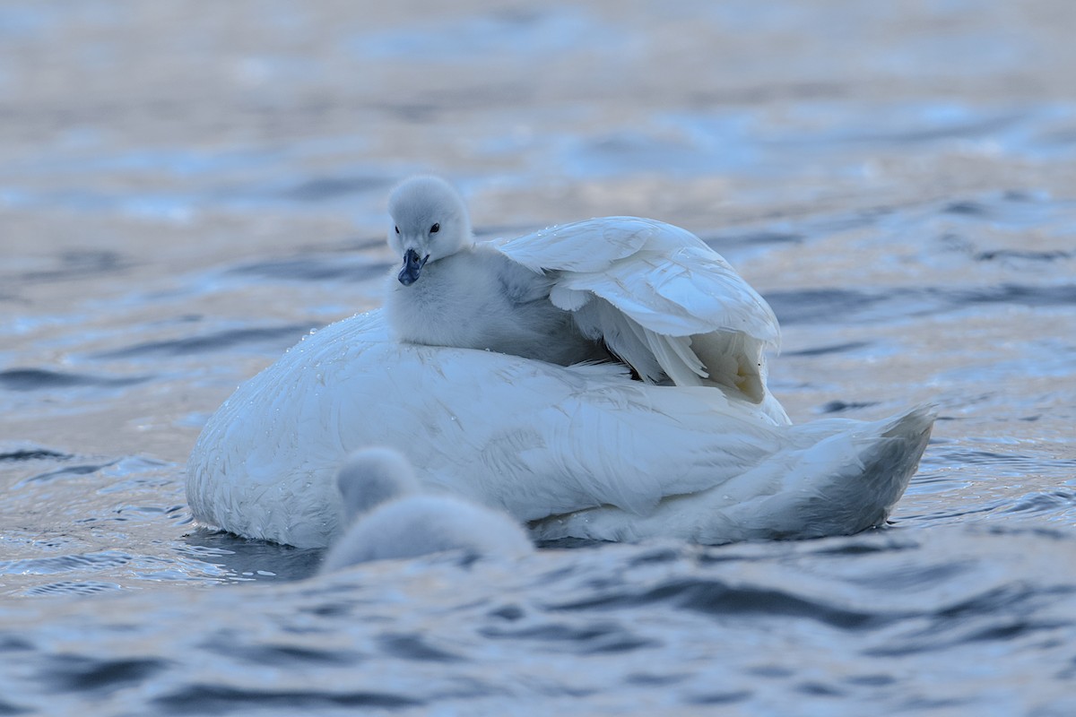 Black-necked Swan - ML369931591