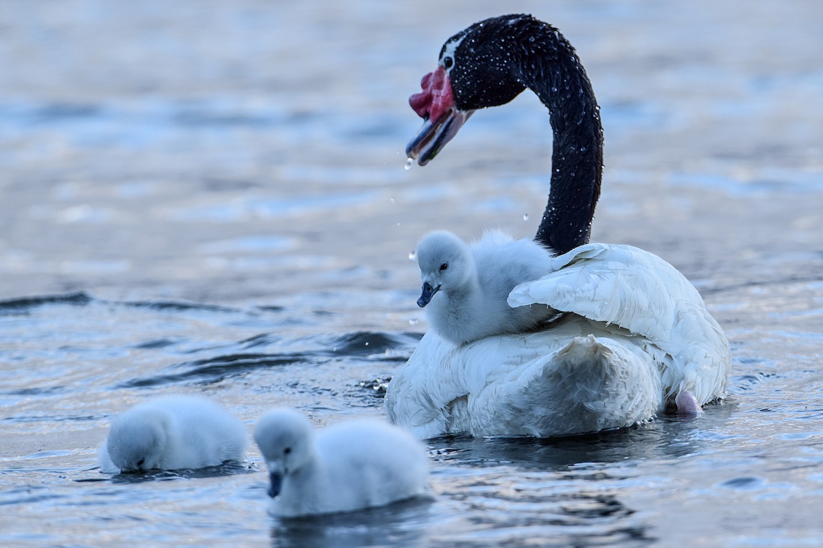 Black-necked Swan - ML369931611