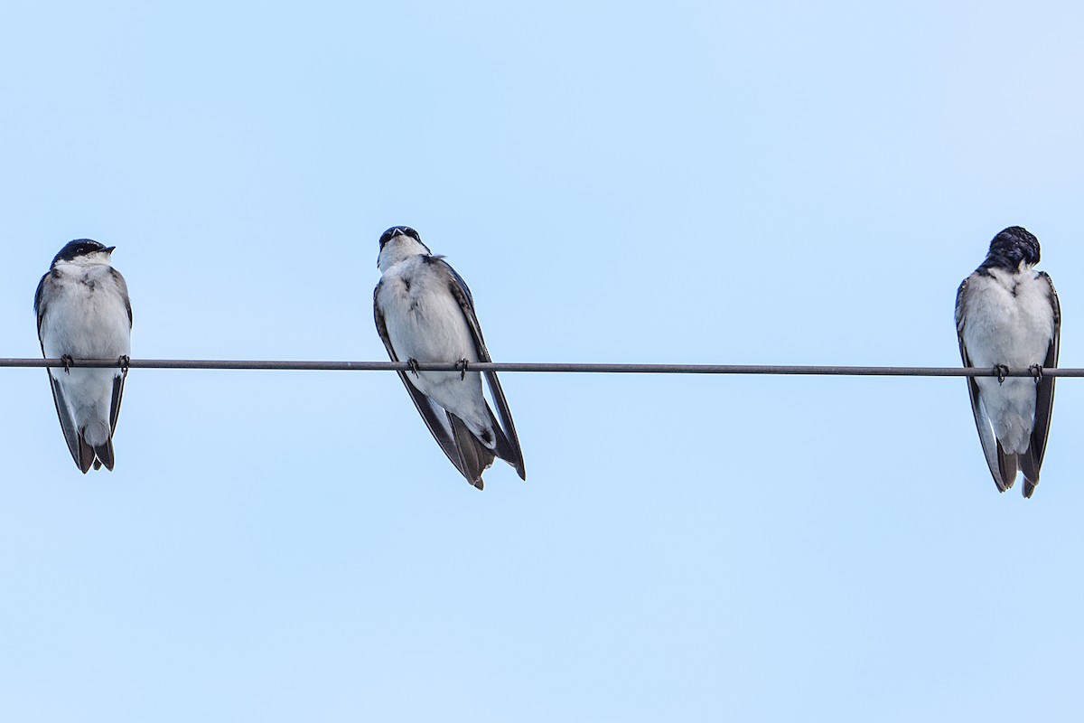 Chilean Swallow - ML369931661