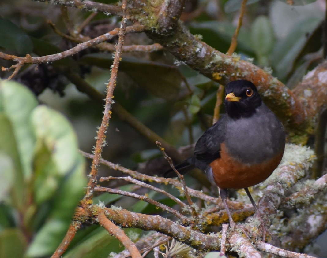 Chestnut-bellied Thrush - Carlos Adrián Granados Cáceres