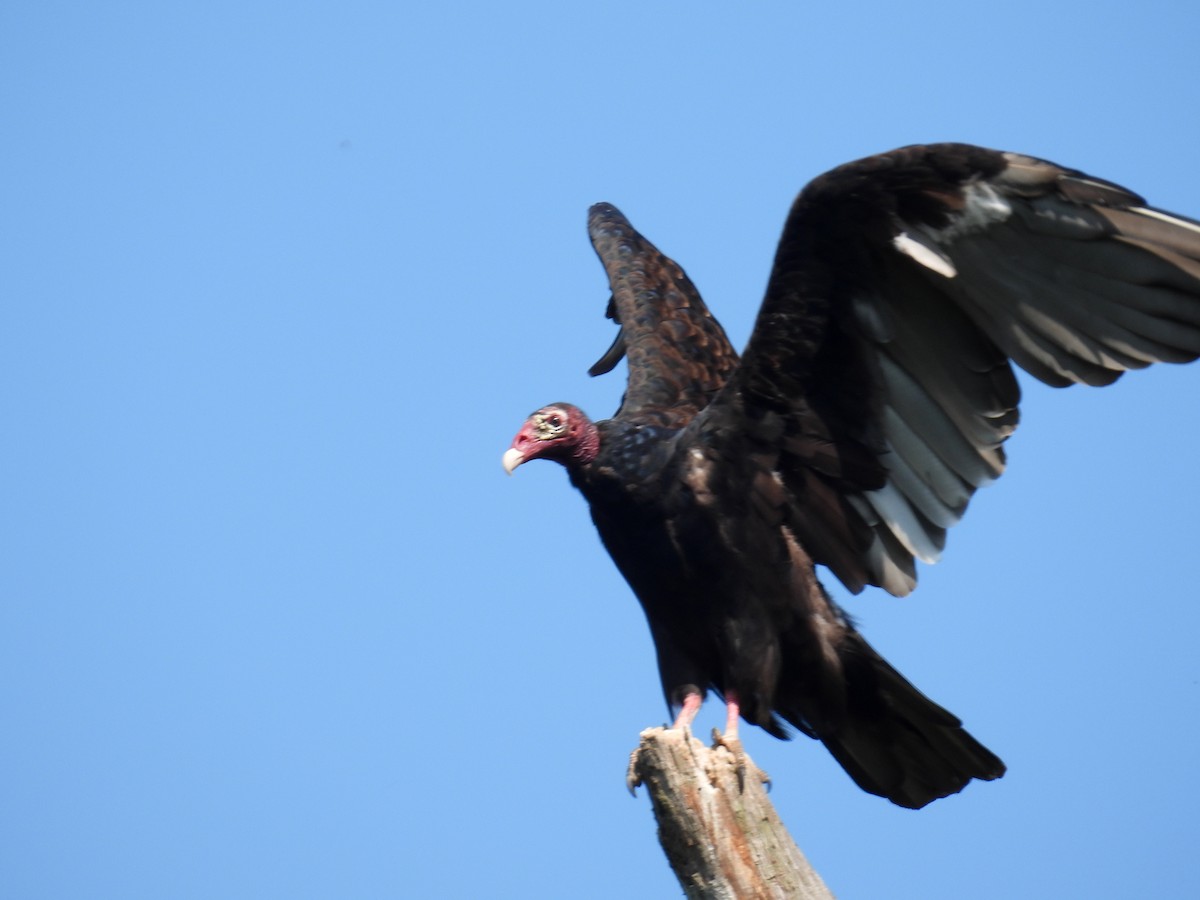Turkey Vulture (Northern) - ML369932101