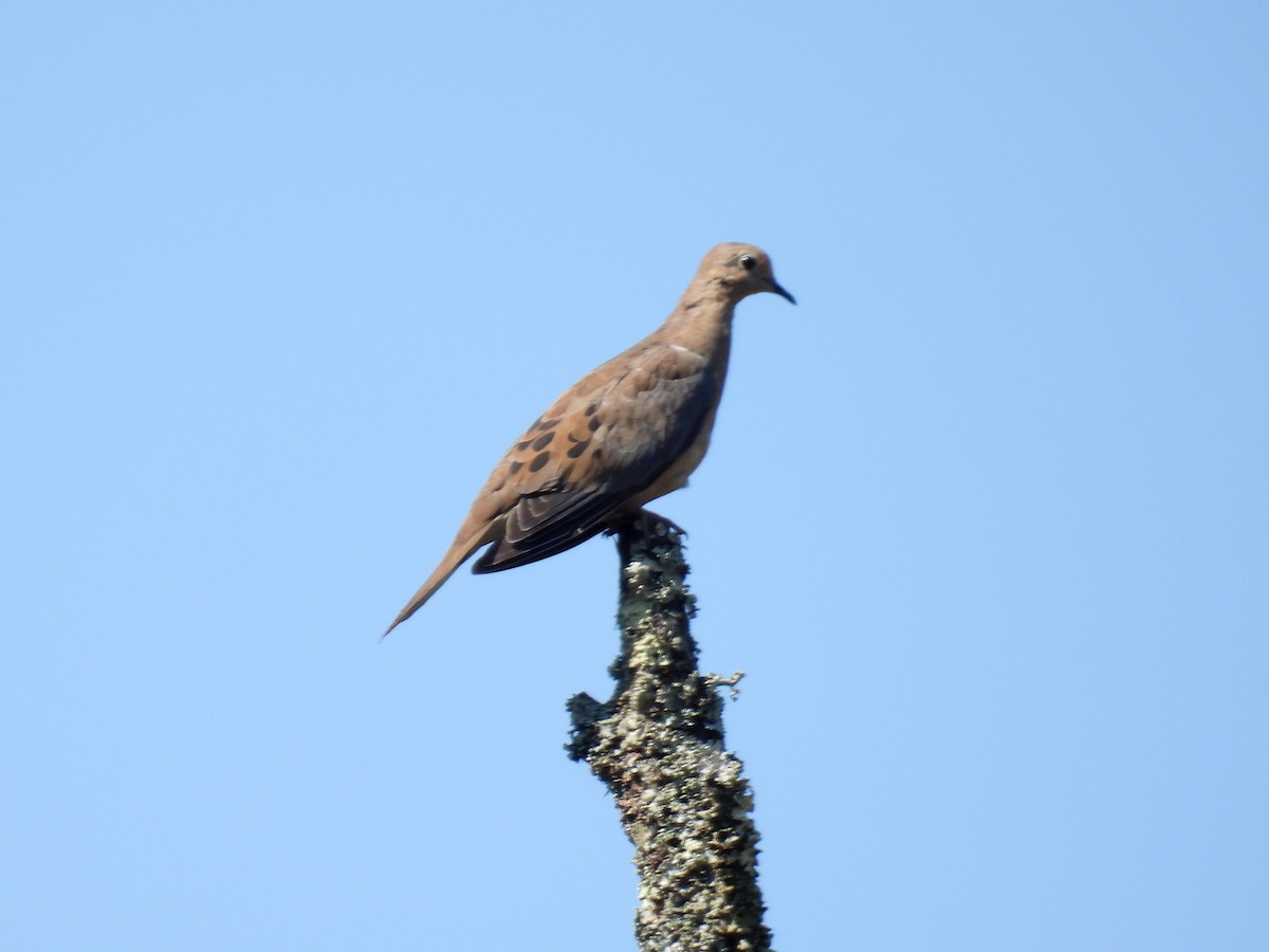 Mourning Dove - ML369932121