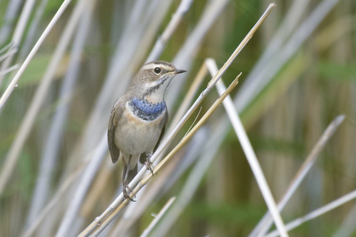 Bluethroat - Jugdernamjil Nergui