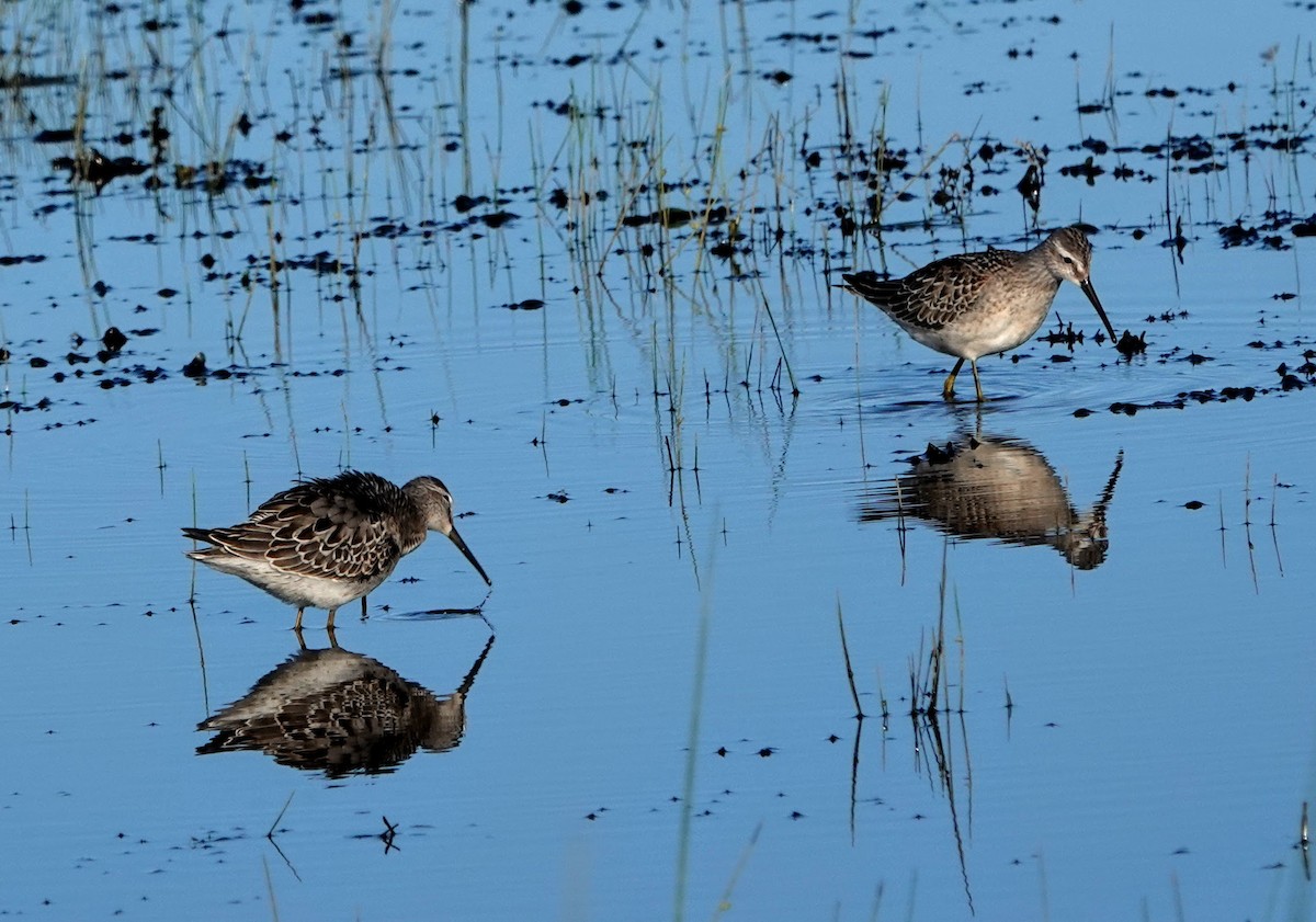 Stilt Sandpiper - Clem Nilan