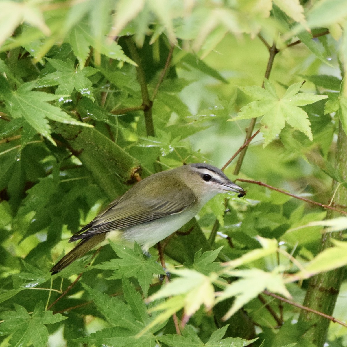 rødøyevireo - ML369936291