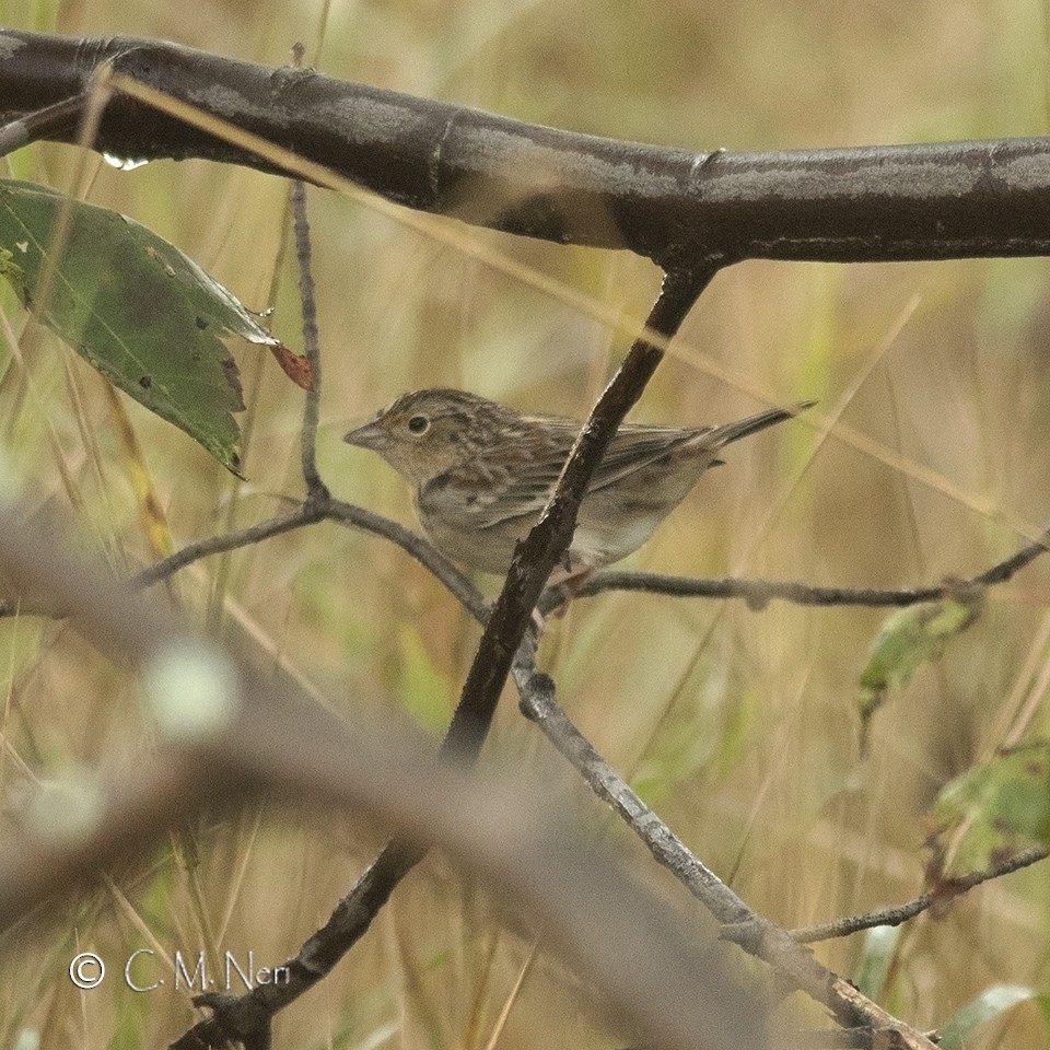 Grasshopper Sparrow - ML36993641