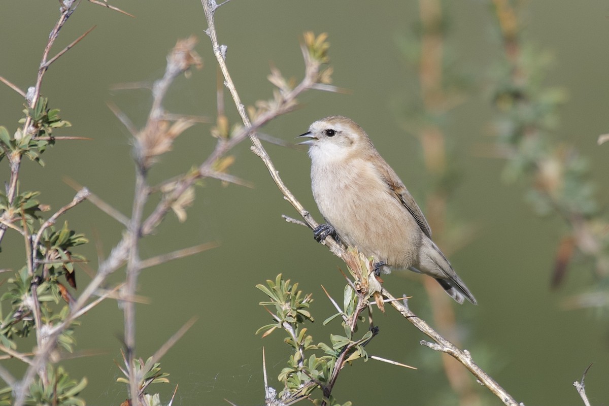 White-crowned Penduline-Tit - ML369936971