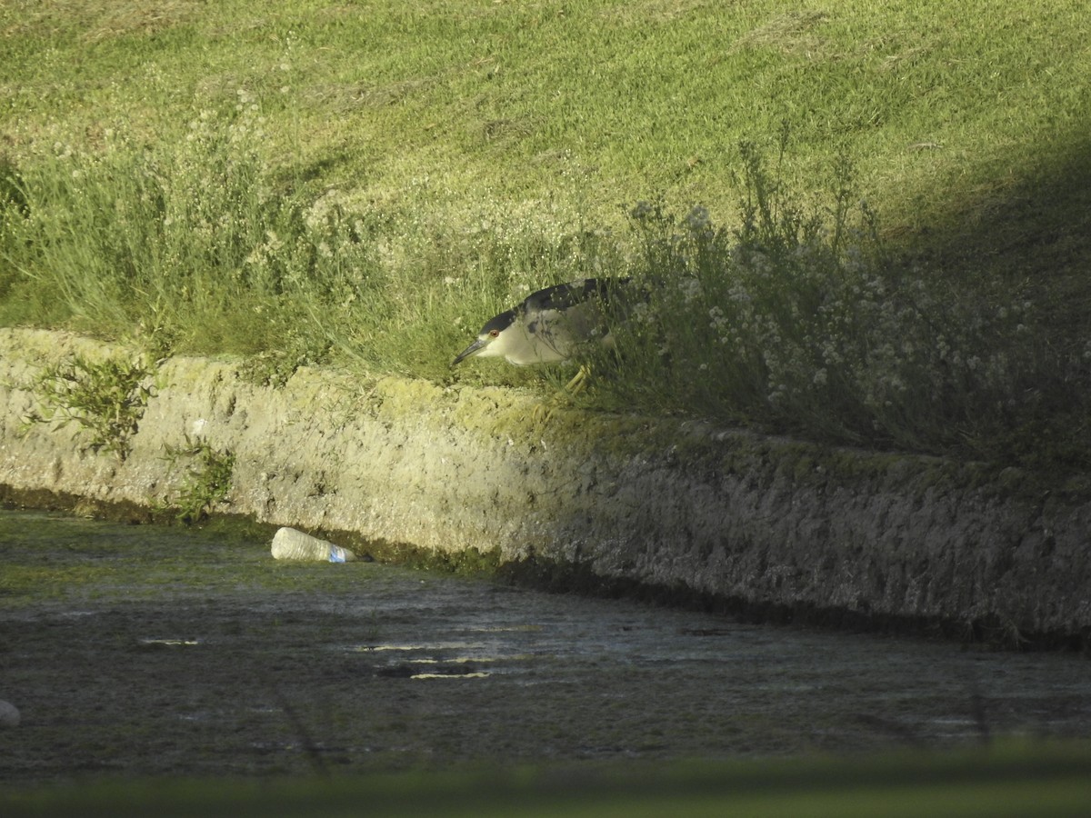 Black-crowned Night Heron - ML369938411