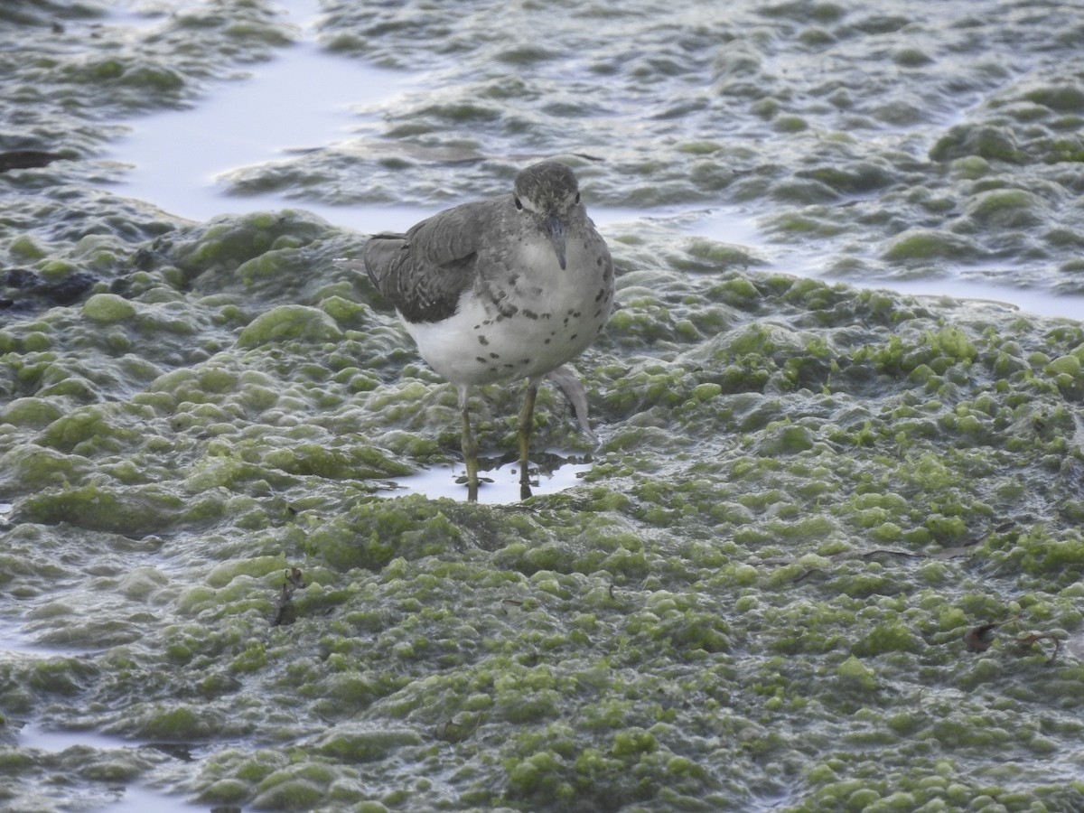 Spotted Sandpiper - ML369938501