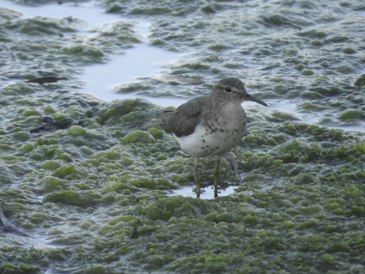 Spotted Sandpiper - Astrid Taen