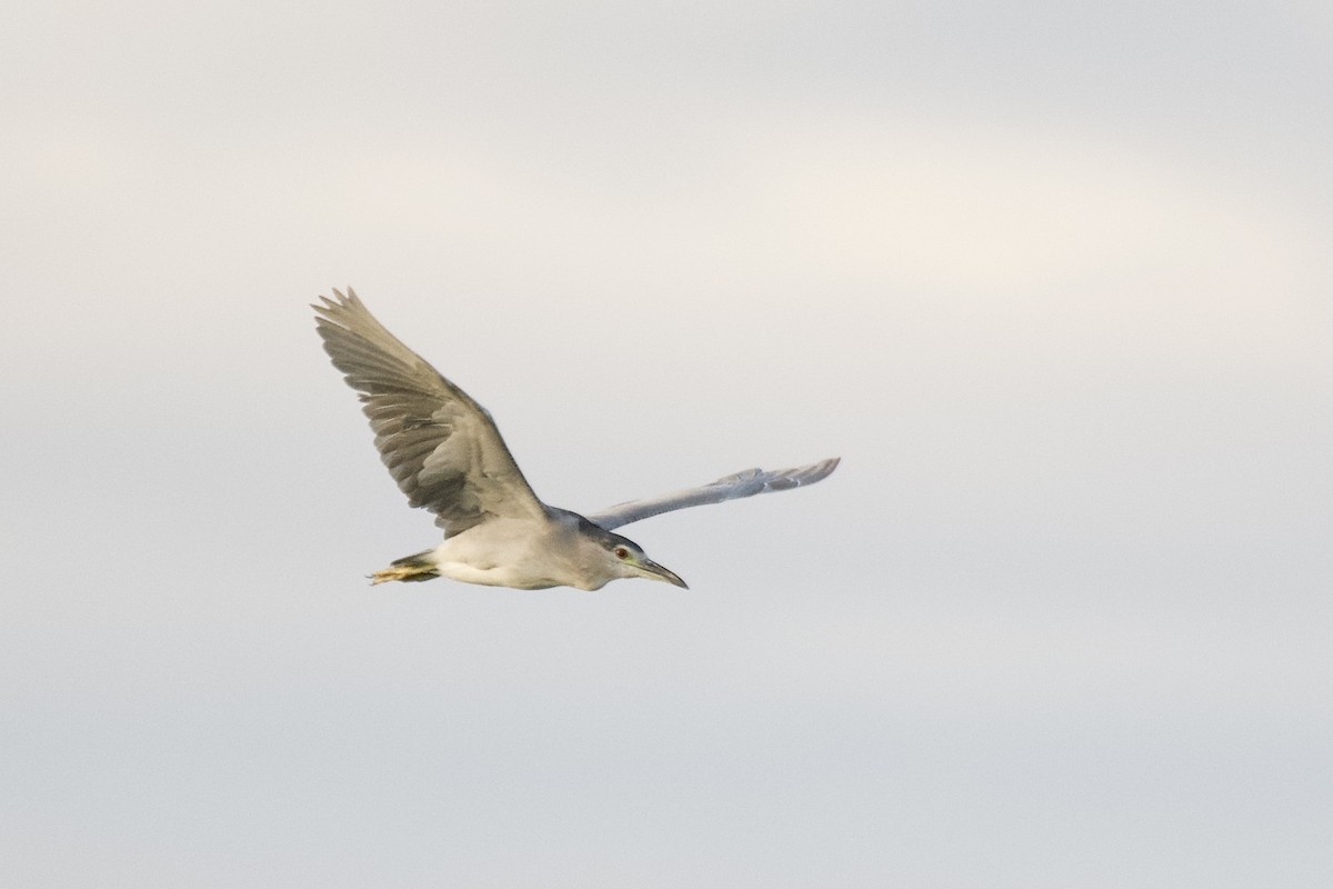 Black-crowned Night Heron - Jugdernamjil Nergui