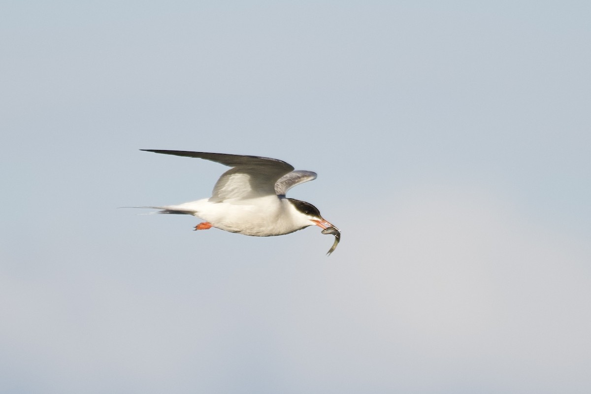 Common Tern - Jugdernamjil Nergui