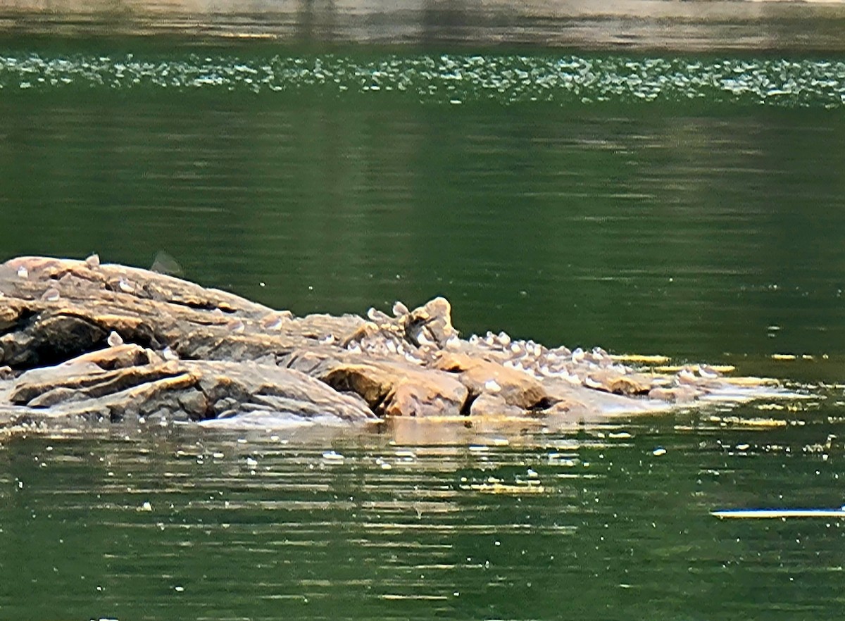 Пісочник канадський - ML369939721