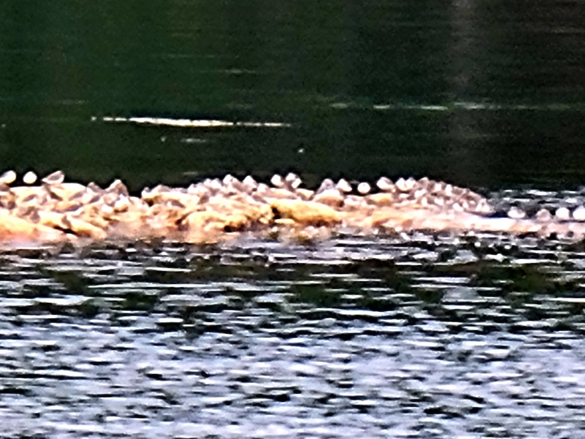 Пісочник канадський - ML369939781