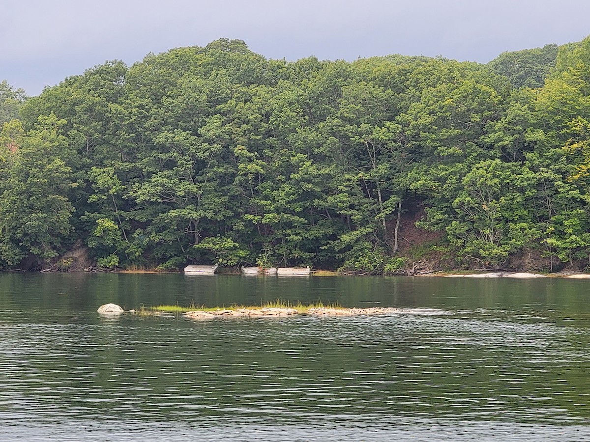 Пісочник канадський - ML369940241