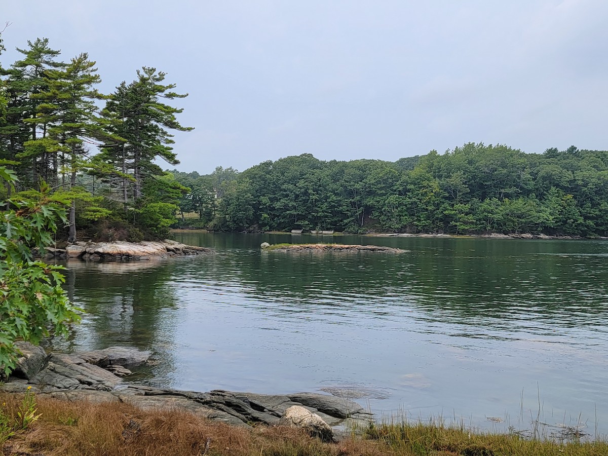 Пісочник канадський - ML369940441