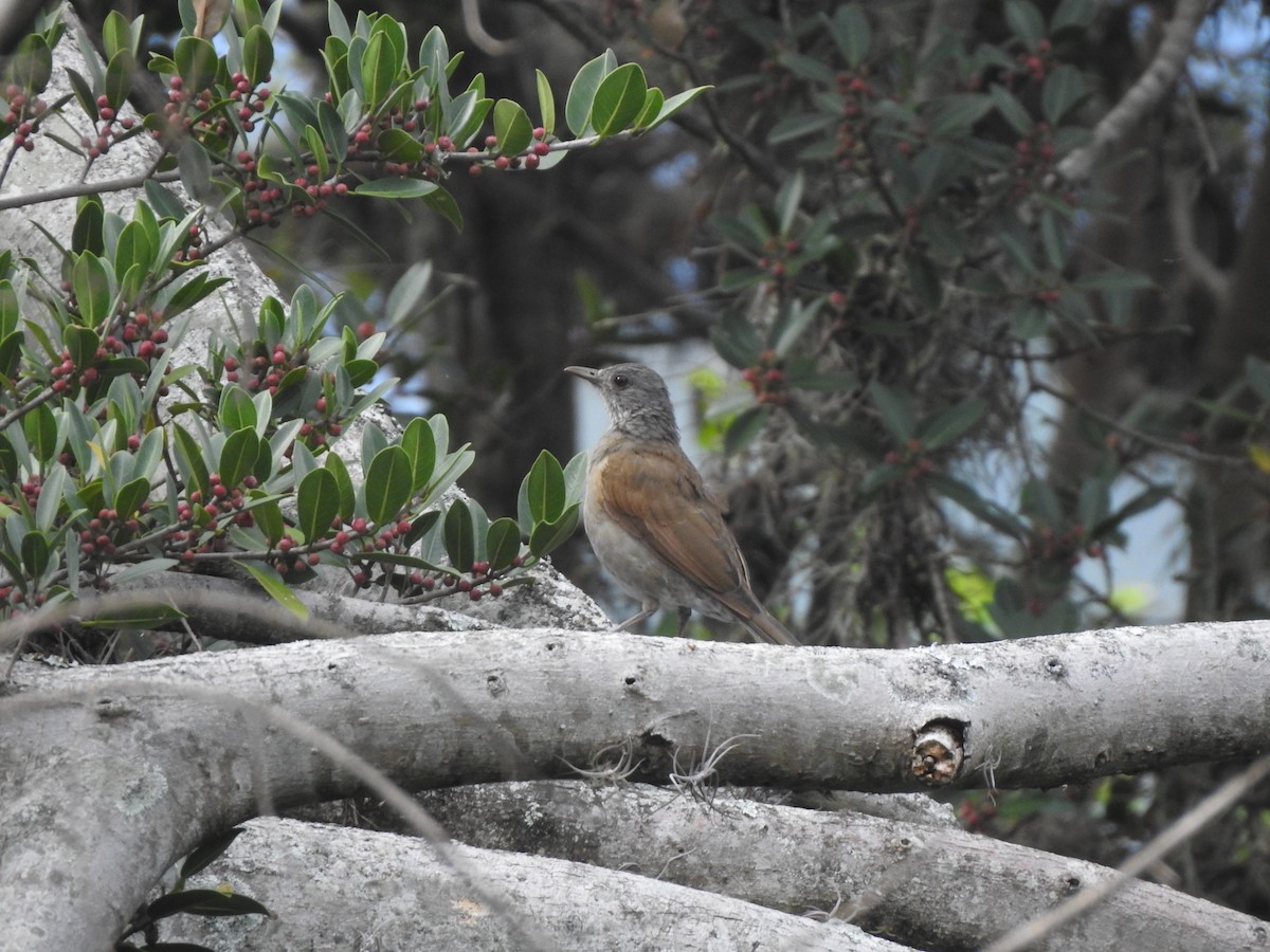 Soluk Göğüslü Ardıç - ML369940711