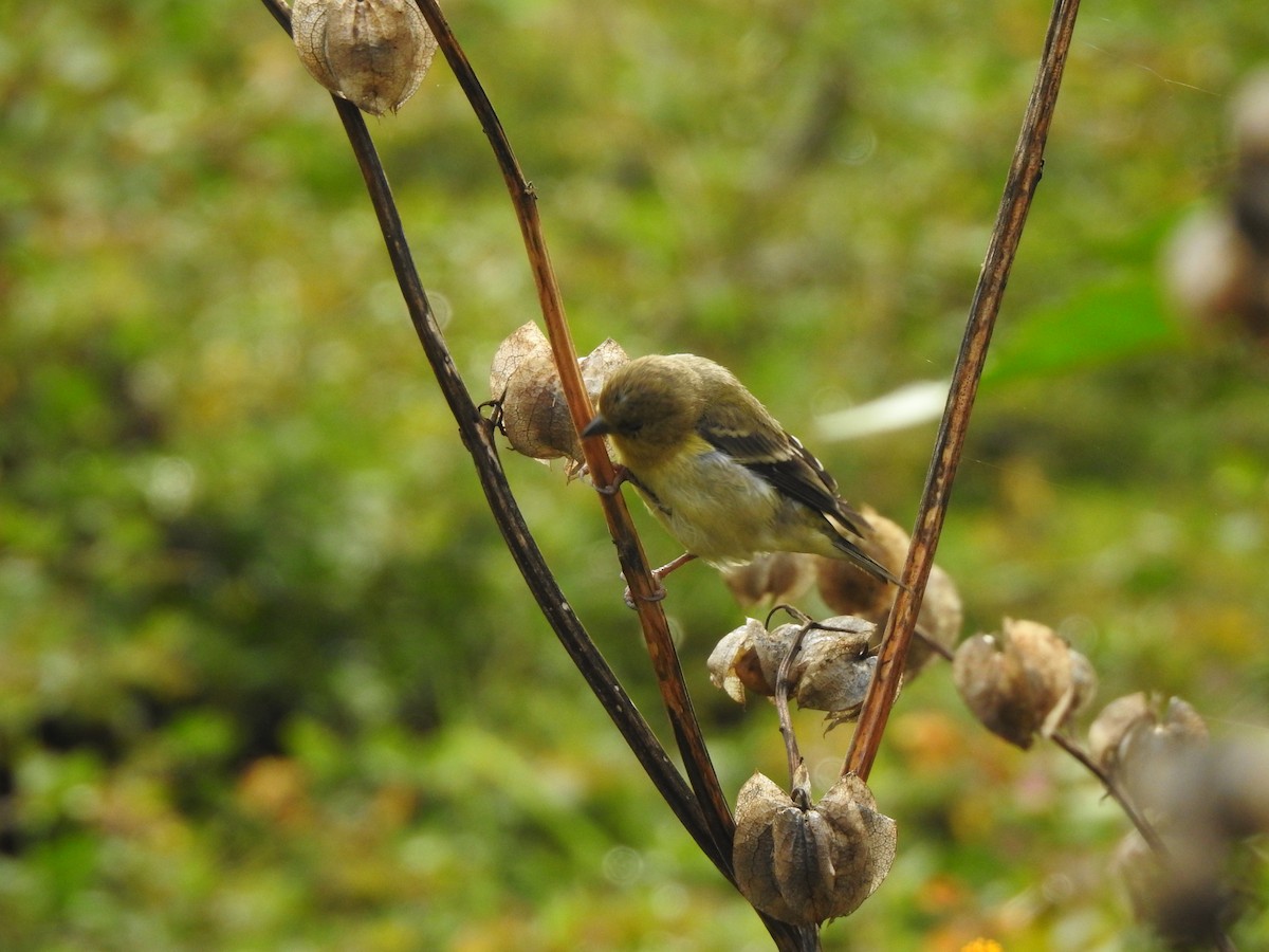 Sarı-Siyah İskete - ML369940731