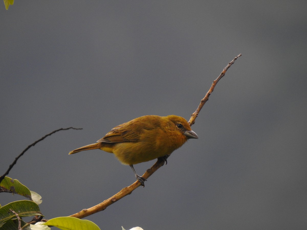 Hepatic Tanager - ML369940831
