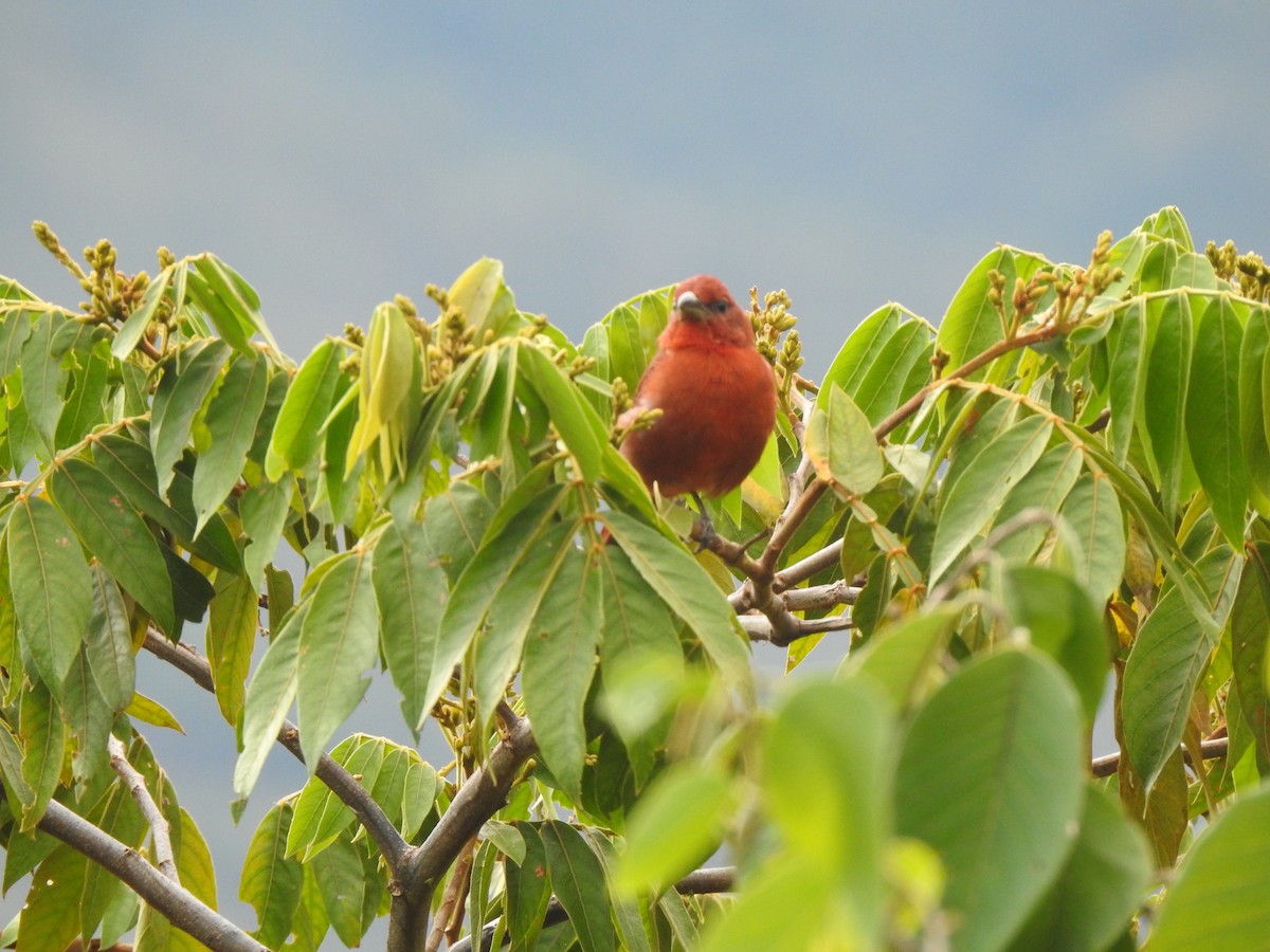 Hepatic Tanager - ML369940851