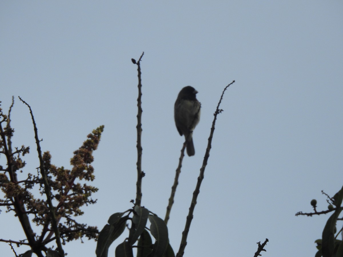 Sarı Karınlı Tohumcul - ML369940901