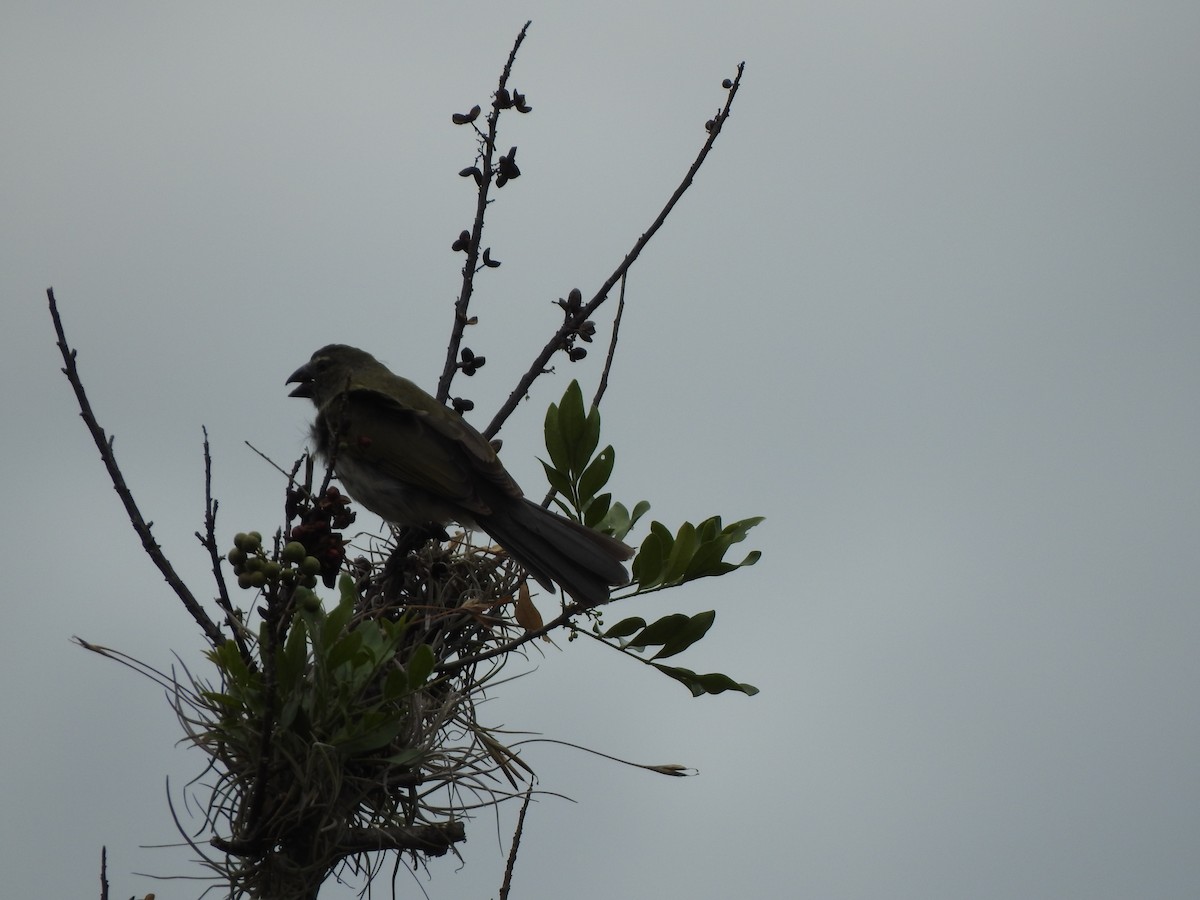 Büyük Saltator - ML369940921