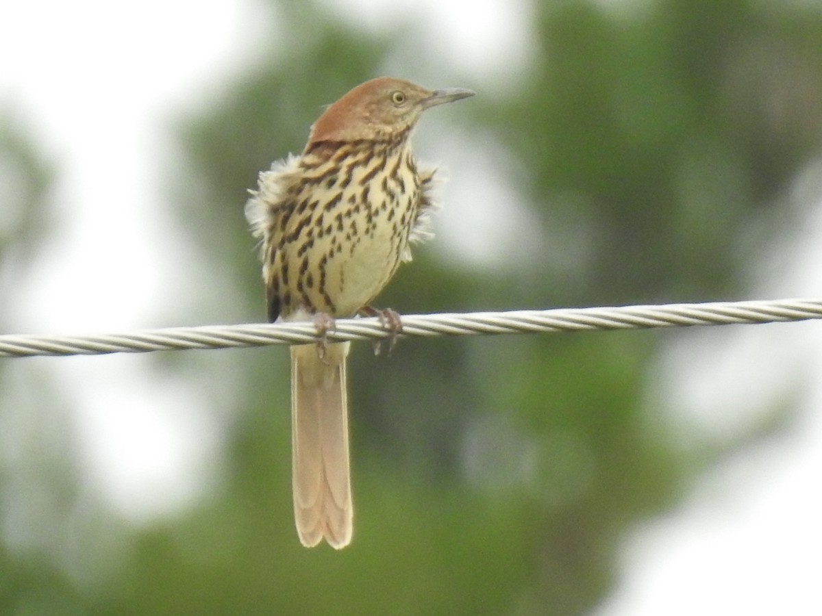 Brown Thrasher - ML369941521