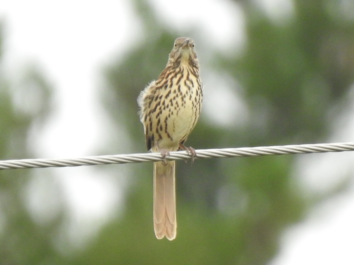 Brown Thrasher - Glenn Hodgkins