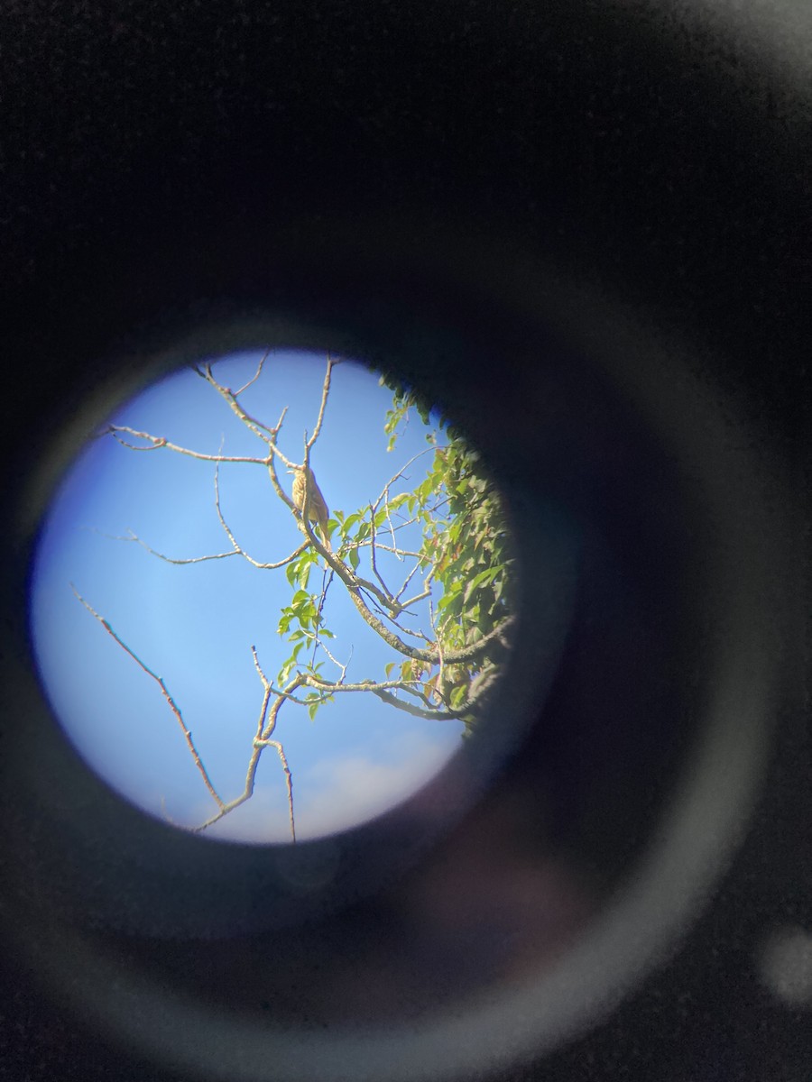 Brown Thrasher - ML369941721