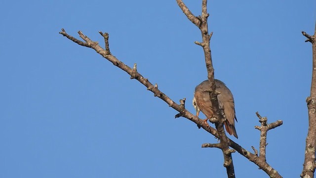 Malabar Starling - ML369943201