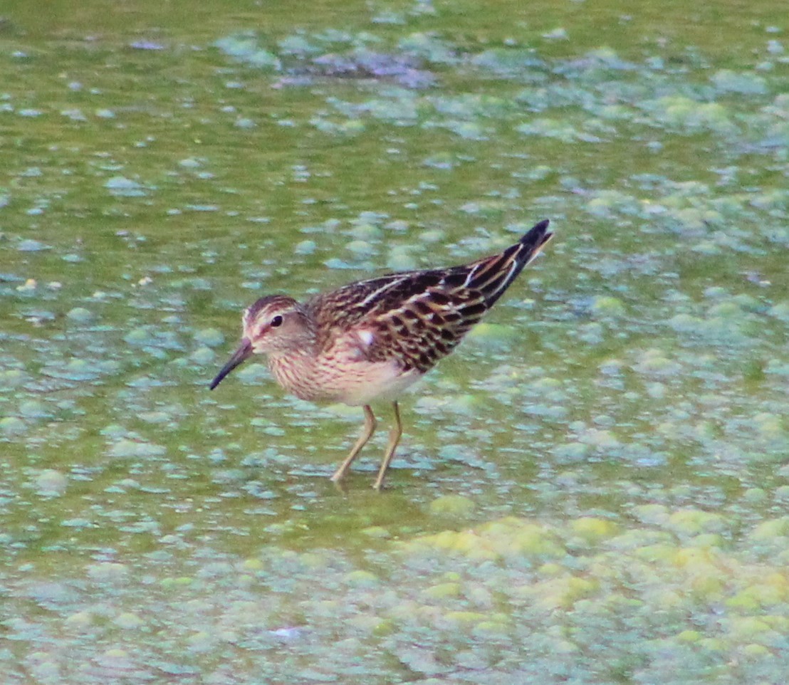 Pectoral Sandpiper - T L P L