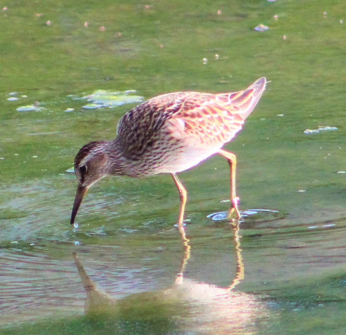 Pectoral Sandpiper - T L P L