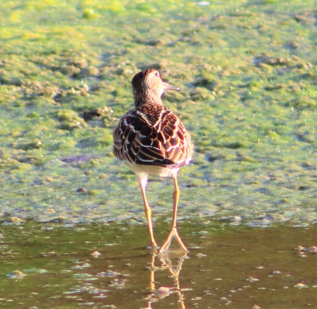 Pectoral Sandpiper - T L P L