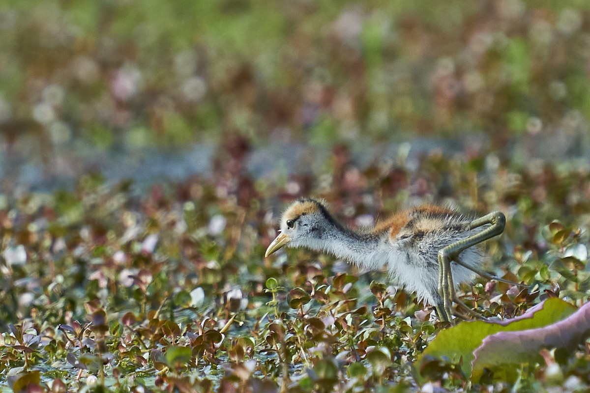 Bronze-winged Jacana - ML369946561