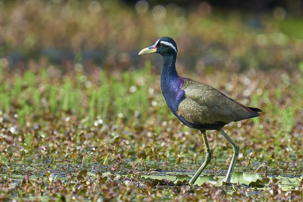 Bronze-winged Jacana - ML369946661