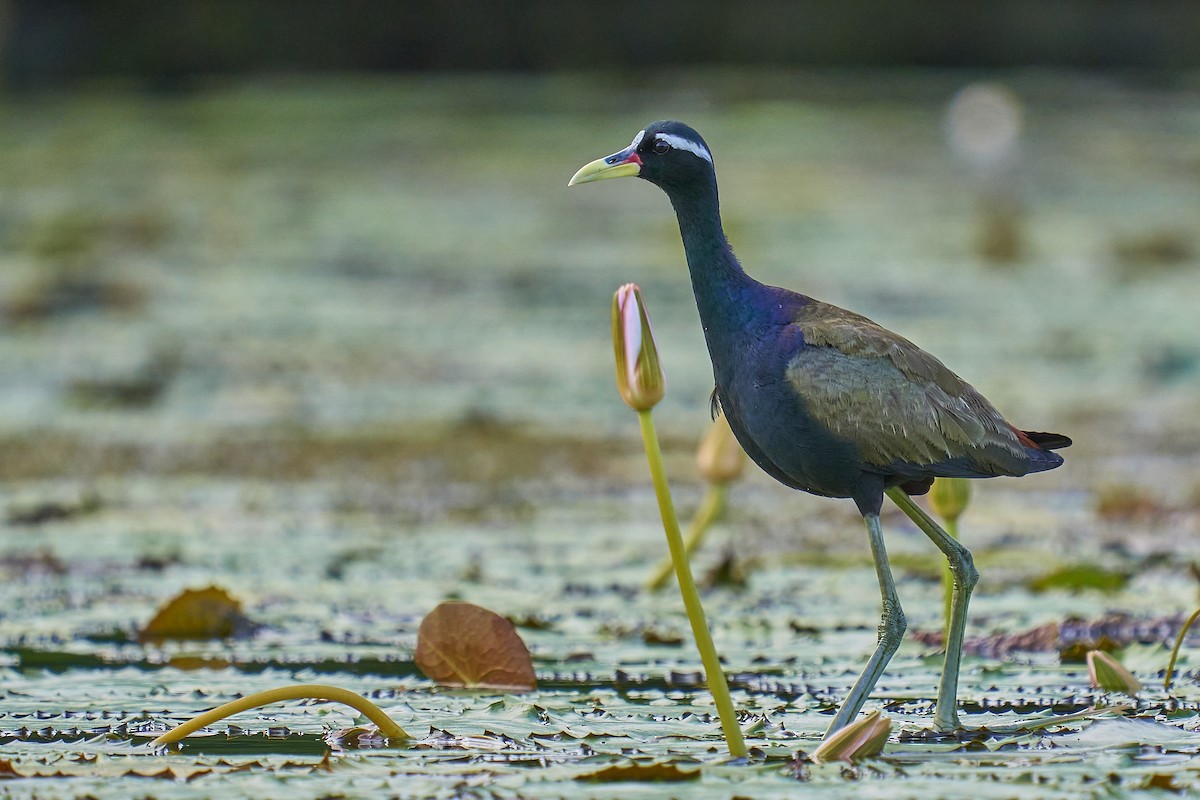 Bronze-winged Jacana - ML369946881